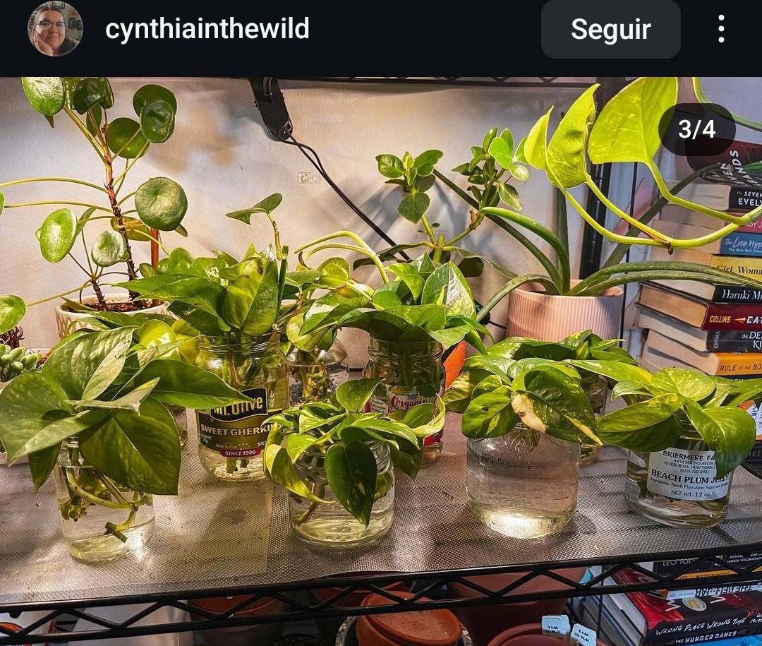 07_plant_propagation