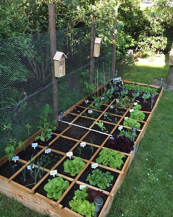 14_Own_vegetable_garden