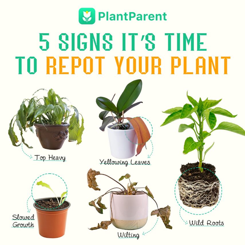 5 signs to repot your plant