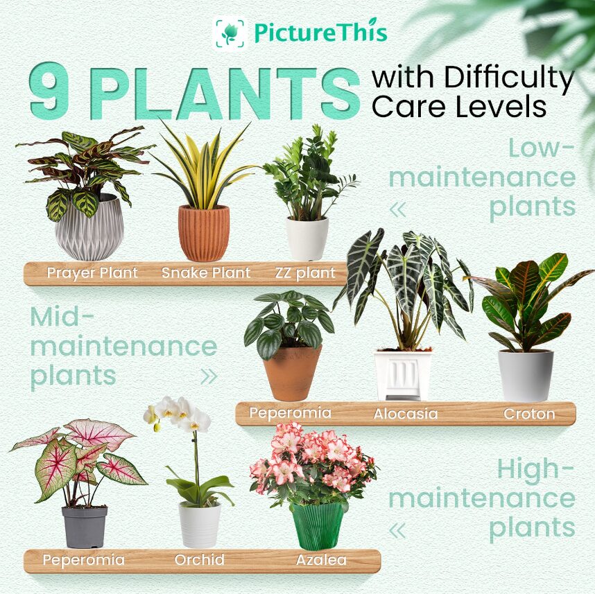 9 plants difficulty care levels