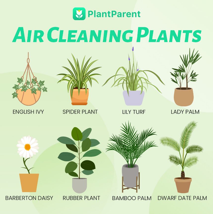 Air cleaning plants