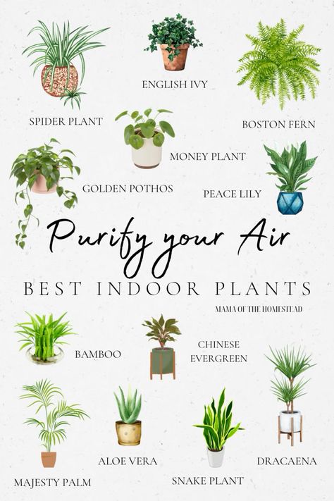 Air purifying plants