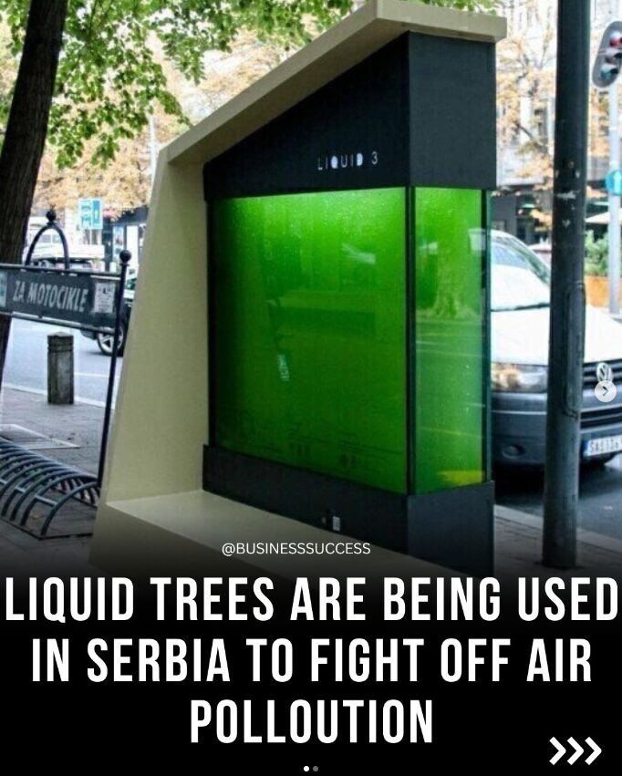 Algae device