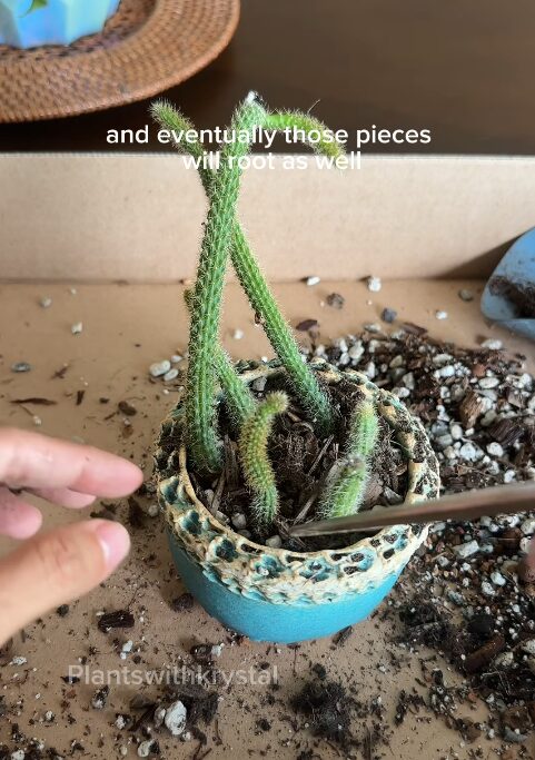Almost dead cactus