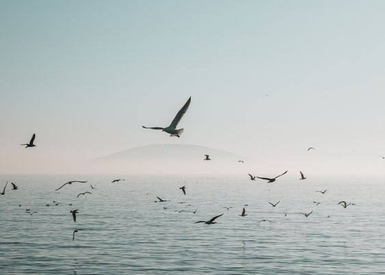 Birds