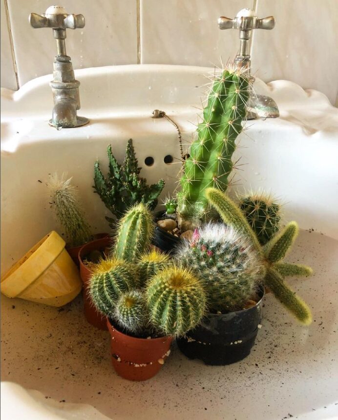 Cacti in Sink