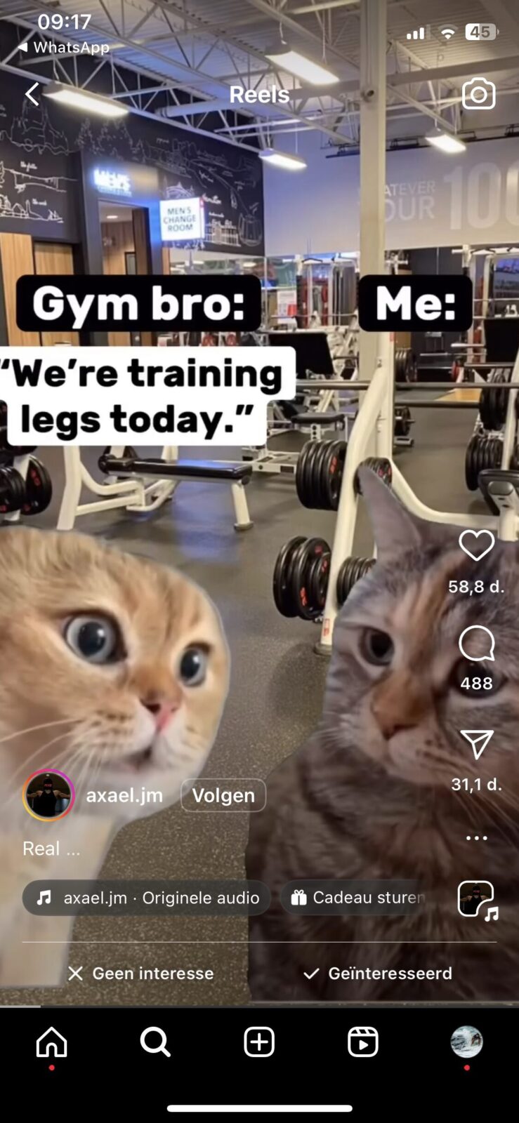 Cat leg meme