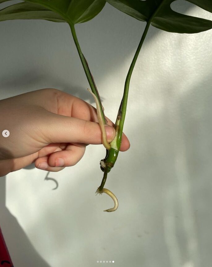Cutting in hand