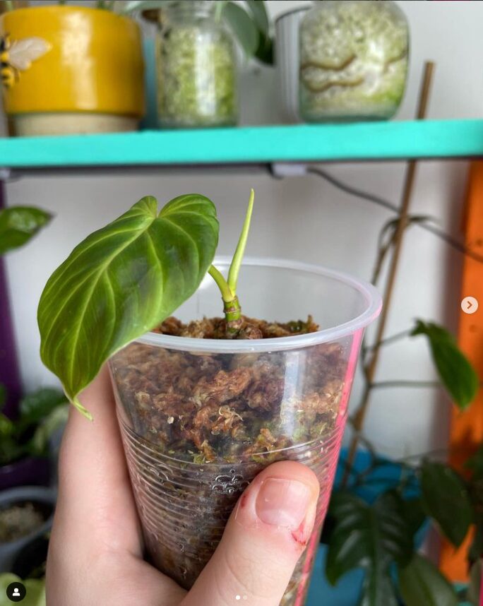 Cutting in plastic cup