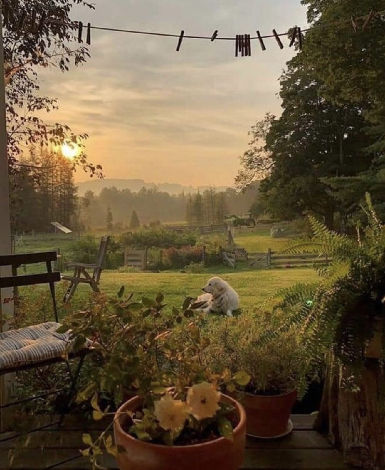 Dog_SenseOfFreedom