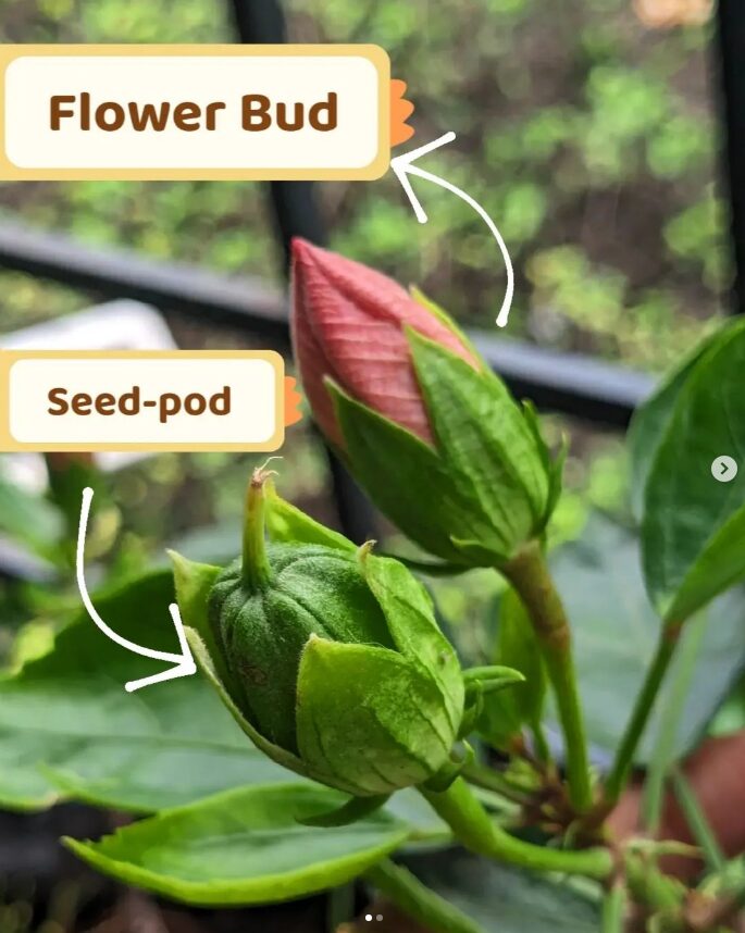 Flower bud and seed-pod