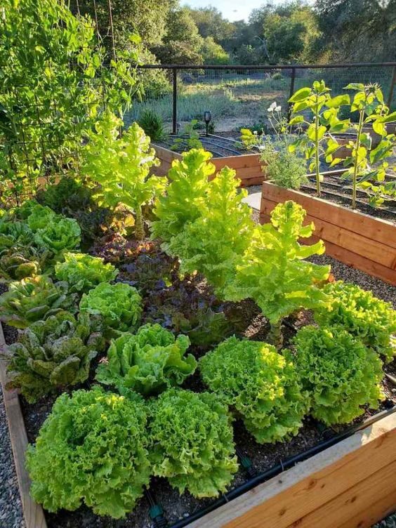 Greens in garden