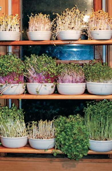 Growing own food
