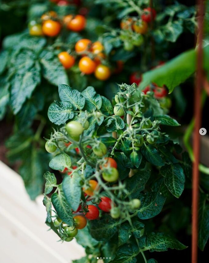 Growing tomatos