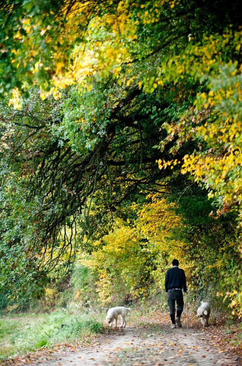 Hunting for white truffles
