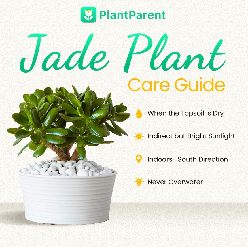 Jade plant care guide