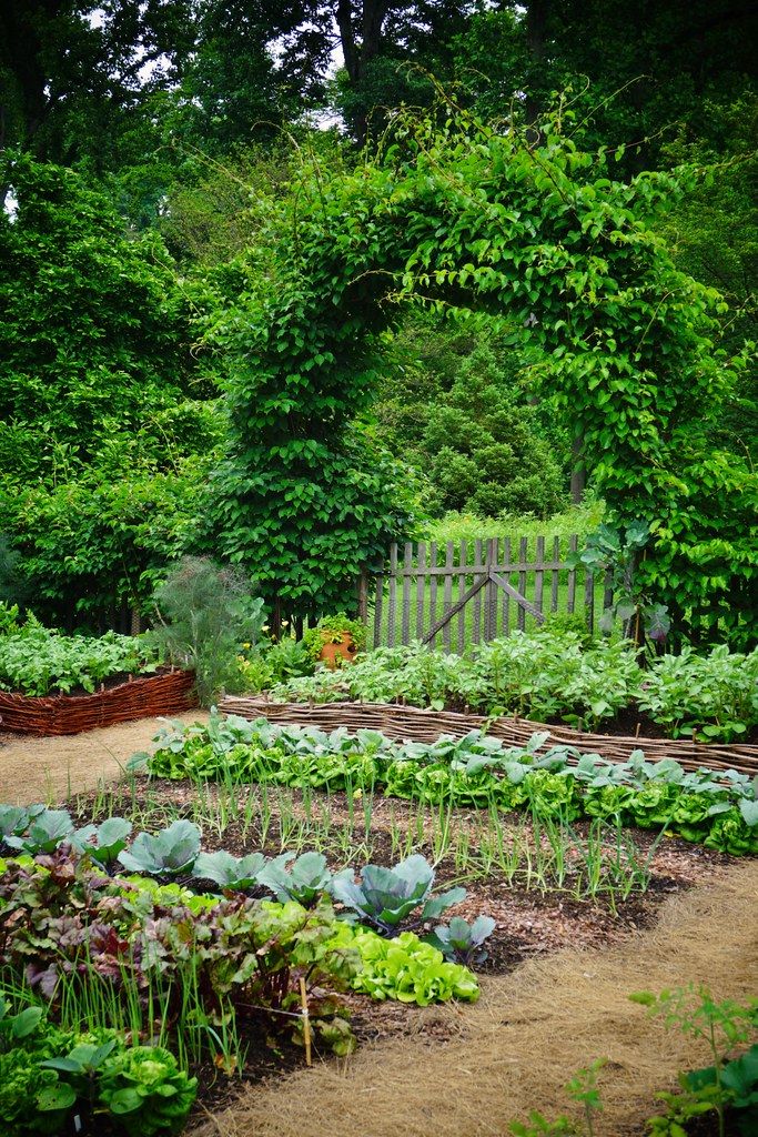 KitchenGarden_Gardening