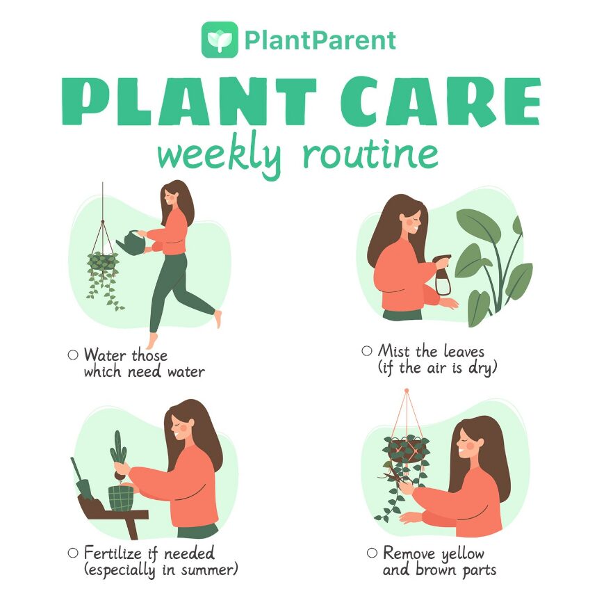 Plant care weekly routine