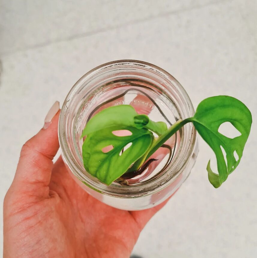 Plant cutting in glass