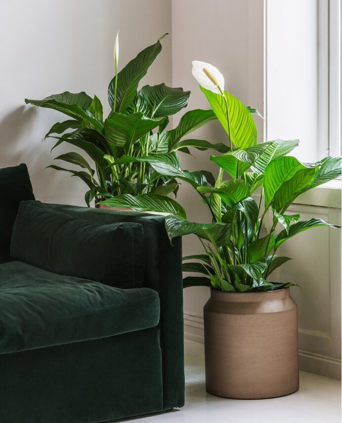 Plant in corner