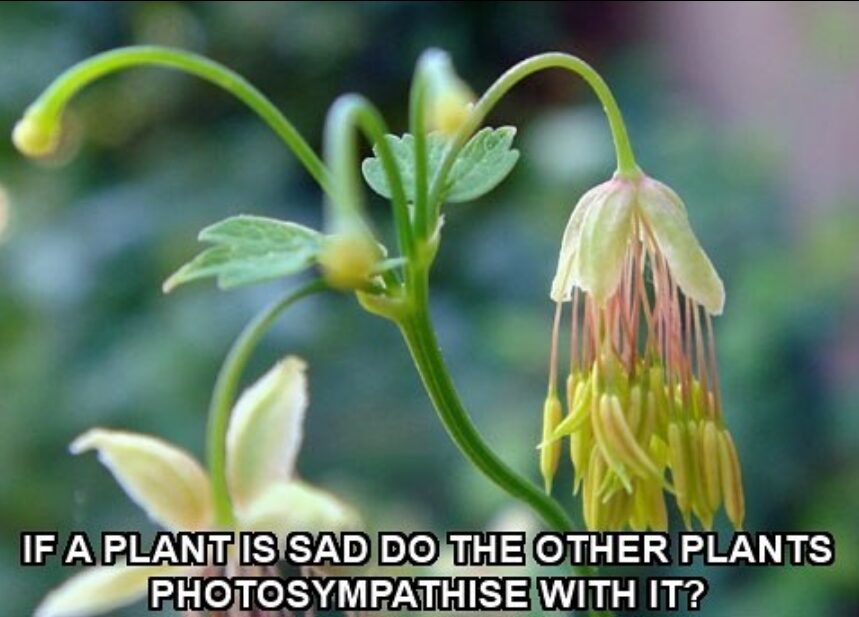 Plant meme 2