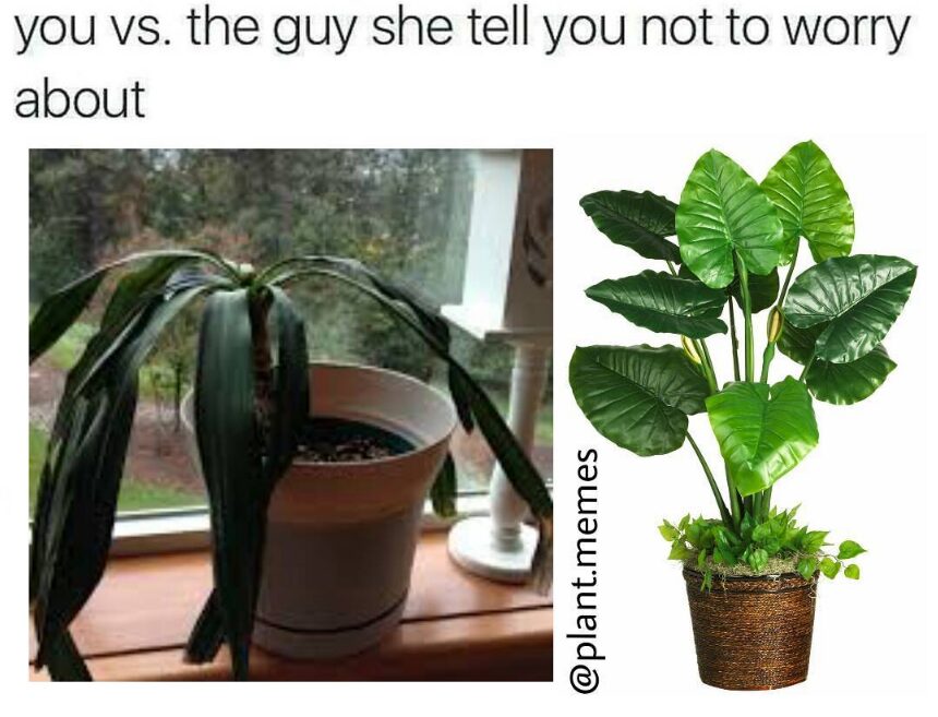 Plant meme 3