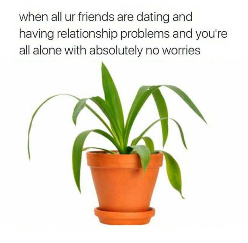 Plant meme 4