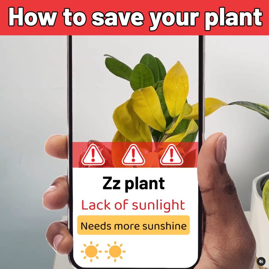 Plant scan app