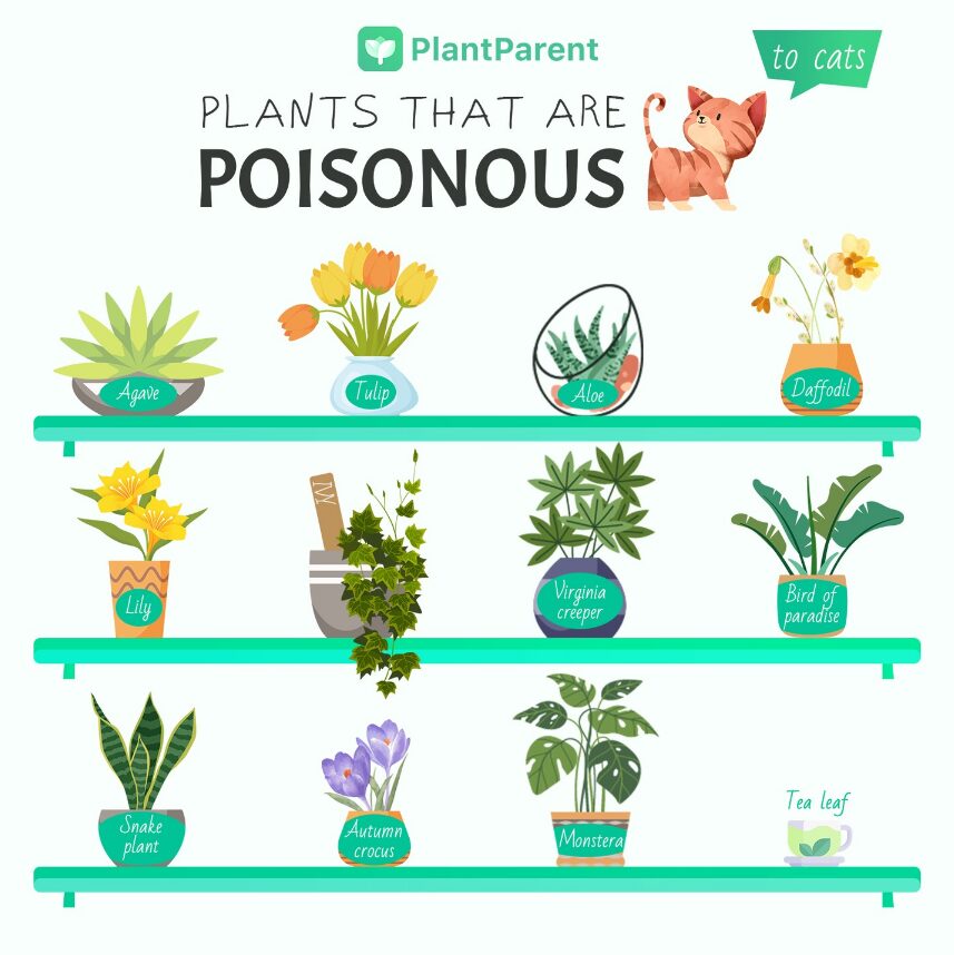 Plant that are poisonous