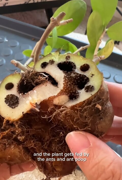 Plant with ants