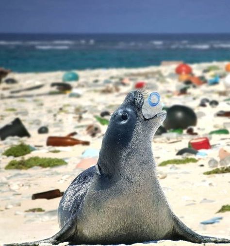 Plastic and sea animals