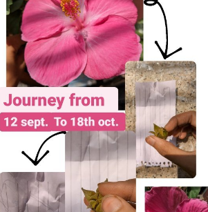 Propogation journey