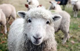 Sheep_NaturalMaterials