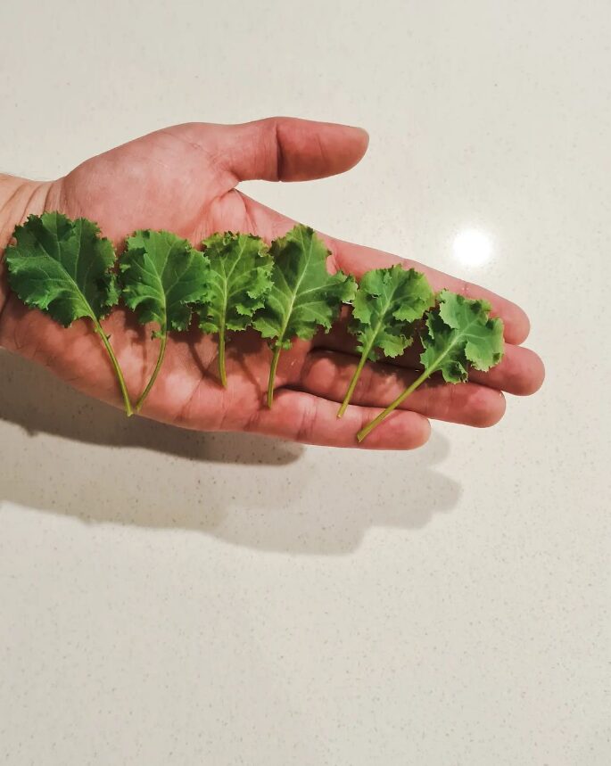 Small leaves