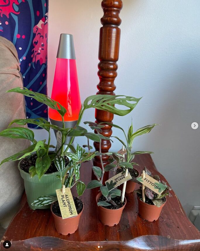 Small plants