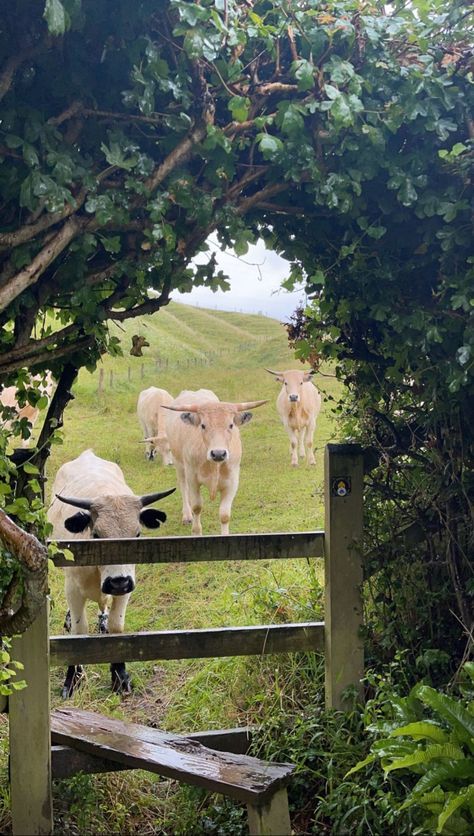 Surrounded_animals1