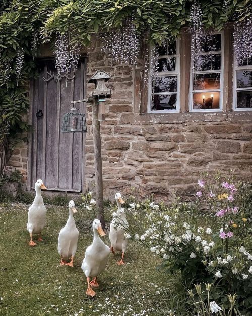 Surrounded_animals4