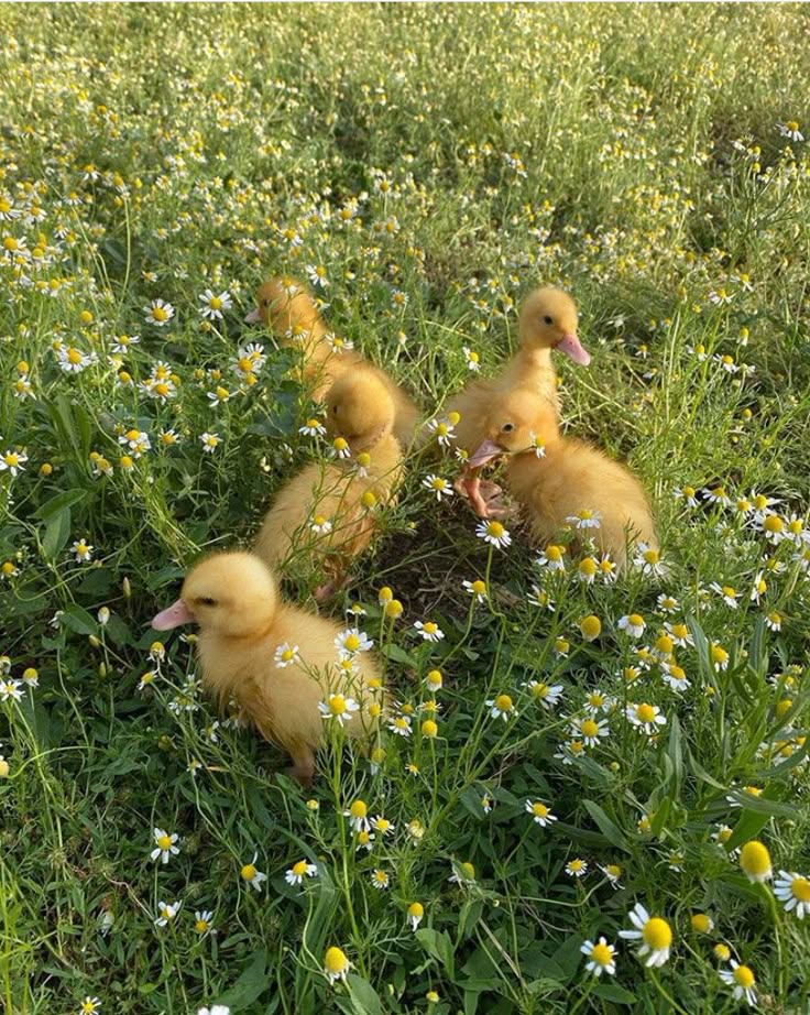 TakingCare_animals3