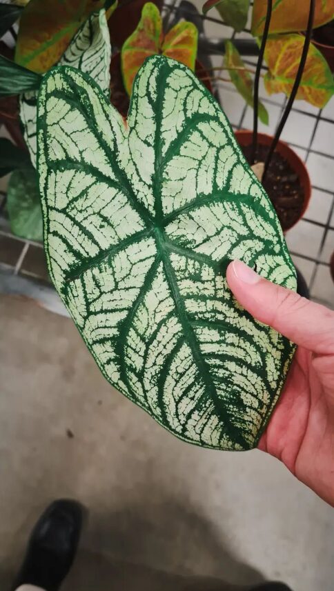 big leaf
