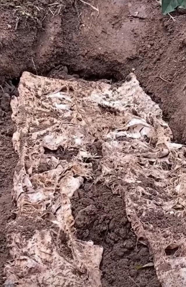 biodegradable pants
