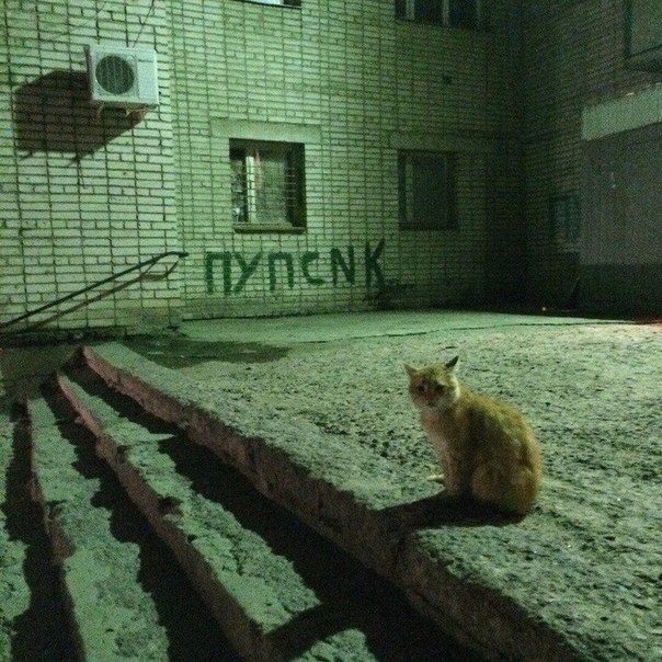 cat alley