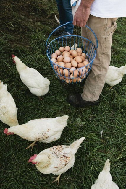 Collecting eggs