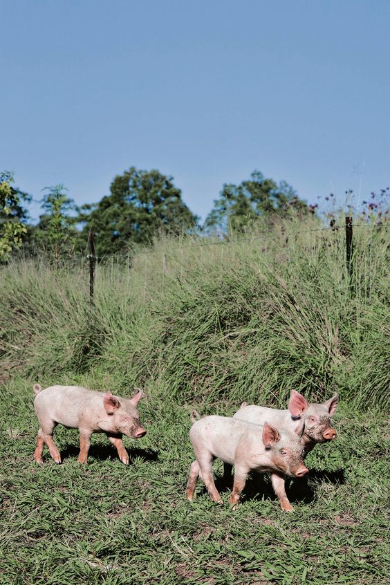 ethicalsourcing-free wandering pigs