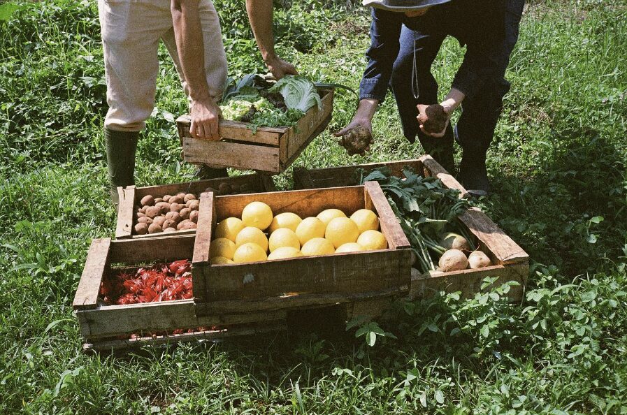 farmtotable-gathering fruits and vegetables after farming
