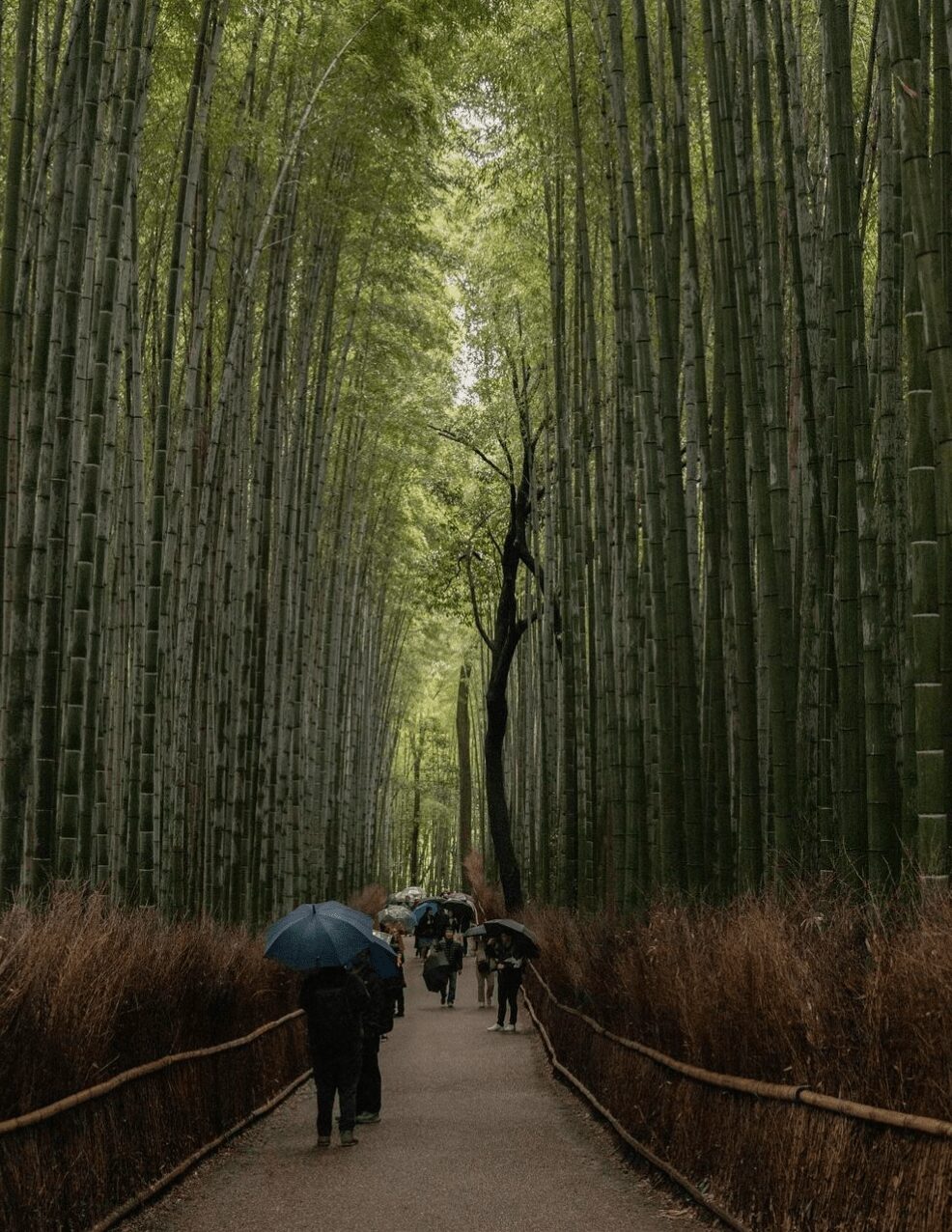 forest-walk