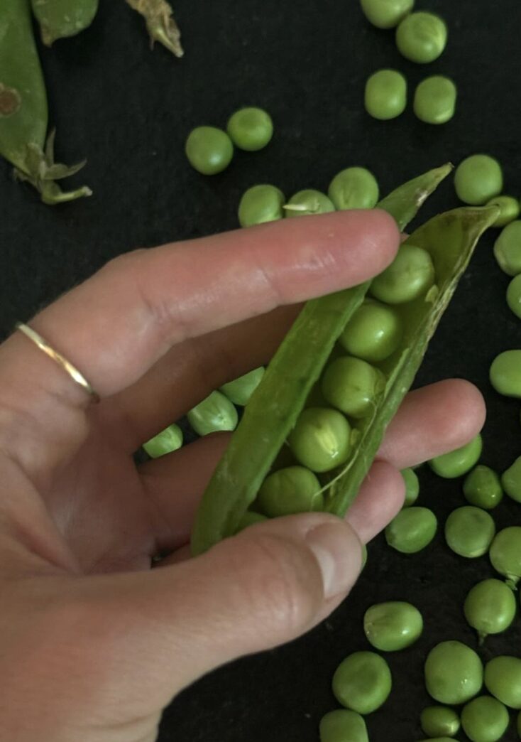 growing-peas