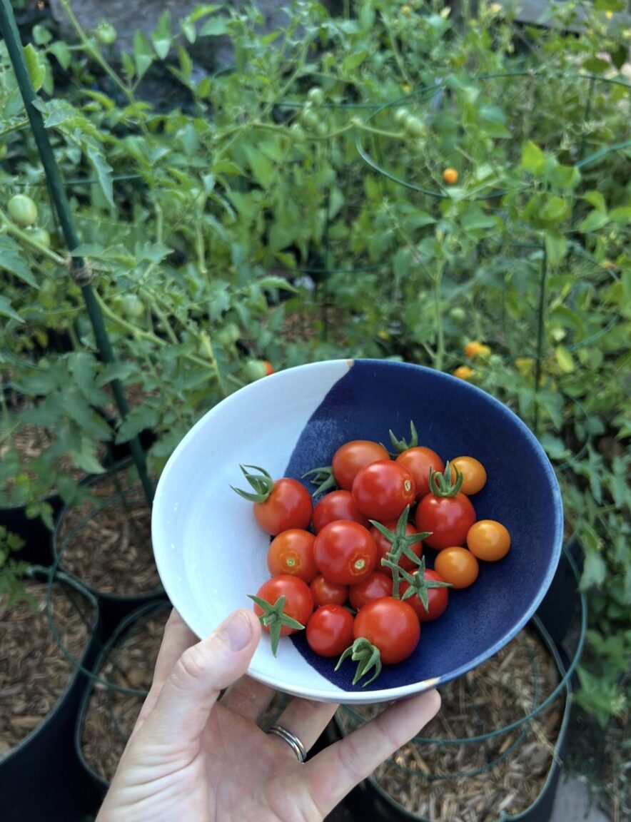 growing-tomato