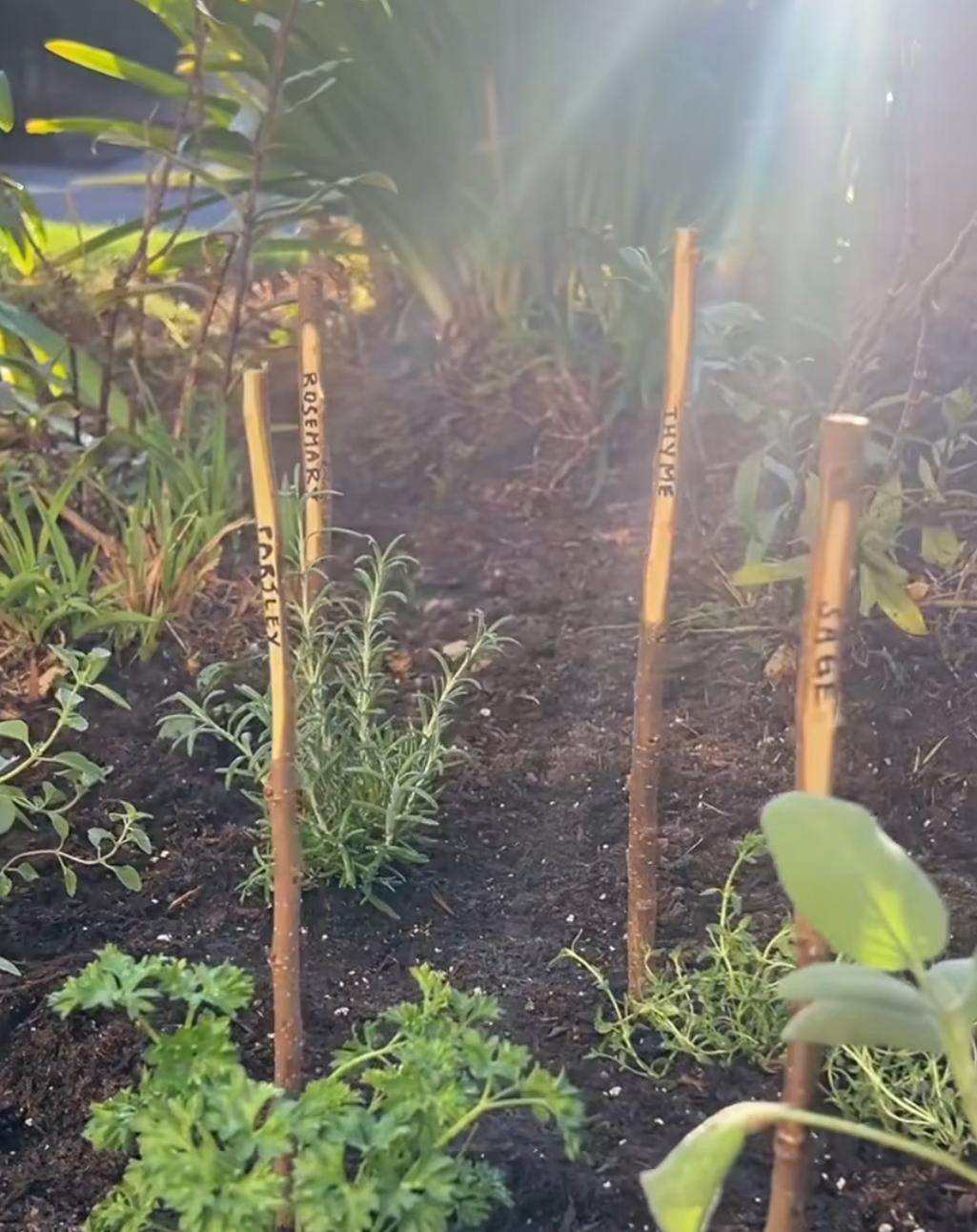 Growingplants