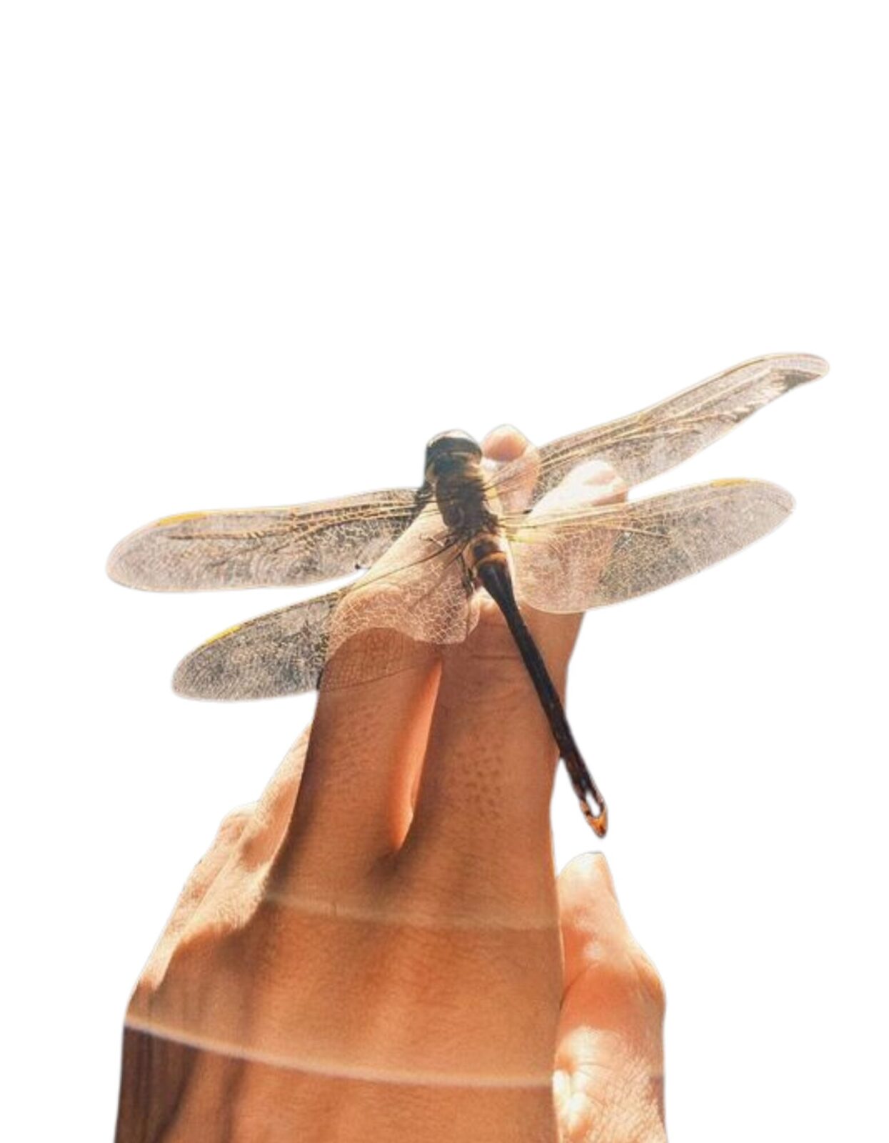 hand-dragonfly