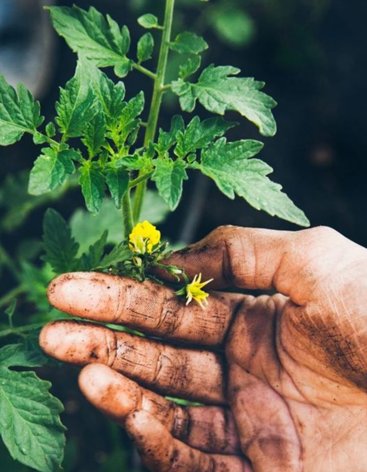 hand-pottery-yellow-flower